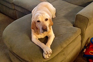 img-about-took-odie-home-with-us-2.jpg img-about-took-odie-home-with-us-2.jpg