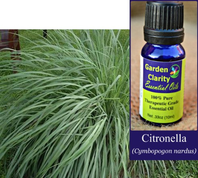 Citronella Essential Oil