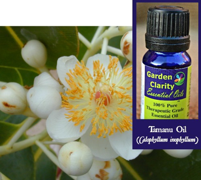 Tamanu Oil