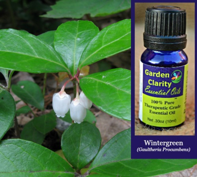 Wintergreen