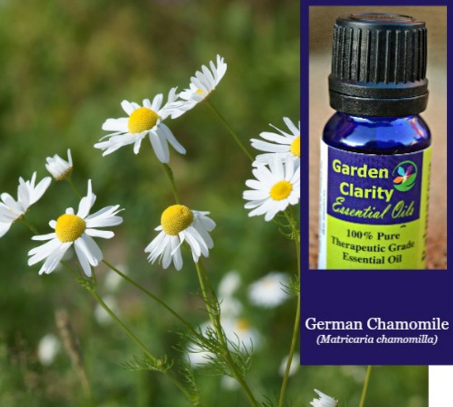 Chamomile, German