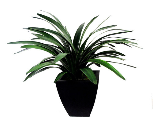 Amaryllis Plant, priced in liner, decorative container choices available 1