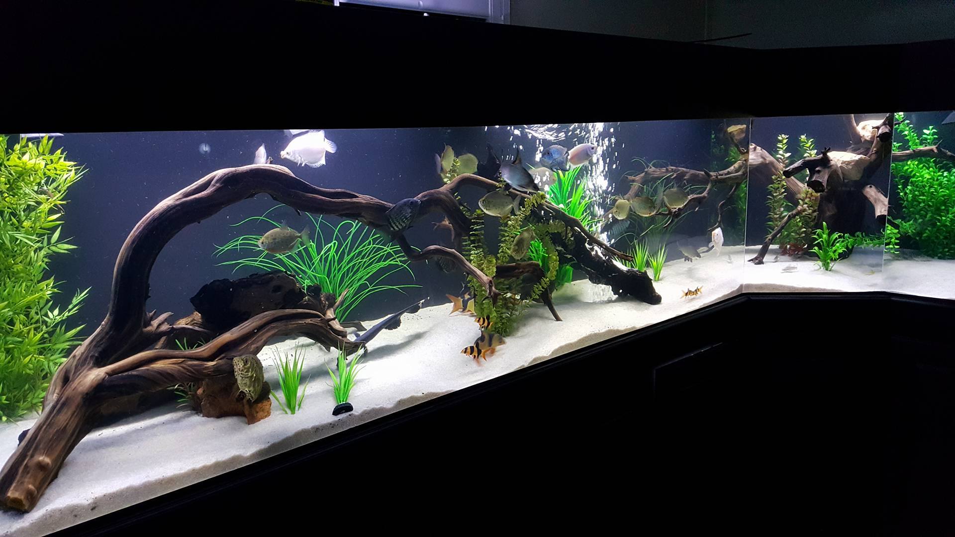 Manzanita-Driftwood.com - Stunning Aquarium Driftwood