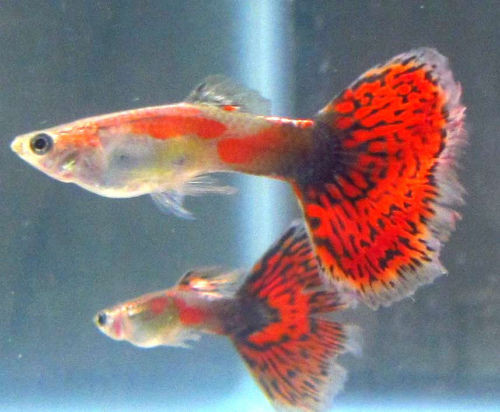Red Dragon Male Guppy TRiN�s Tropical Fish
