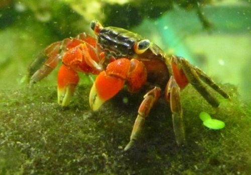 Red Claw Crab - TRiN's Tropical Fish