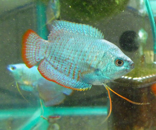 Male Cobalt Blue Dwarf Gourami TRiN's Tropical Fish