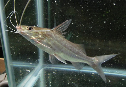 4 line pictus catfish size