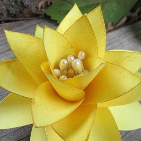 easter lily flower templates catching colorlfies giant paper flower svg