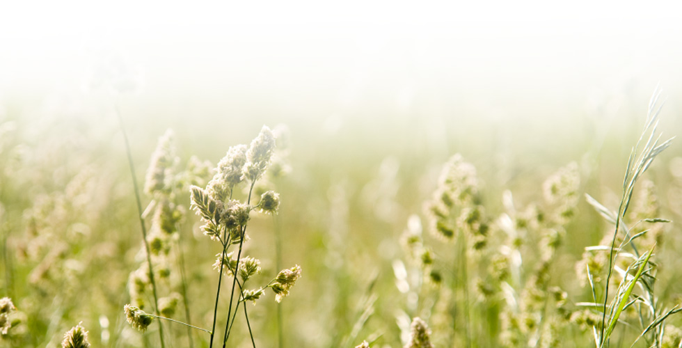 what-is-homeopathy-background-image.jpg what-is-homeopathy-background-image.jpg