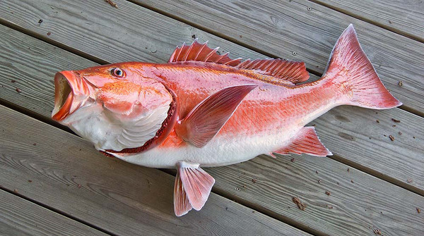   Red Snapper -  11