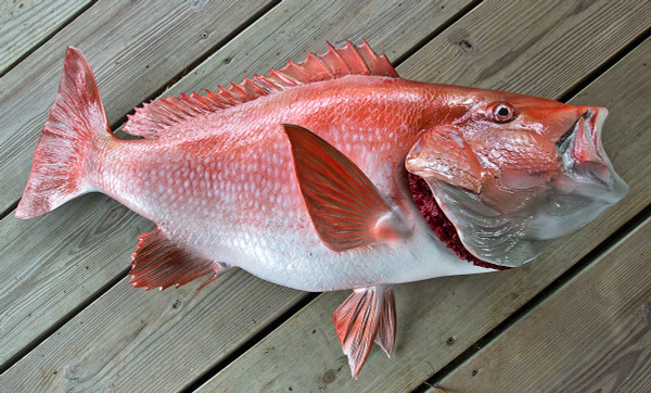   Red Snapper -  10