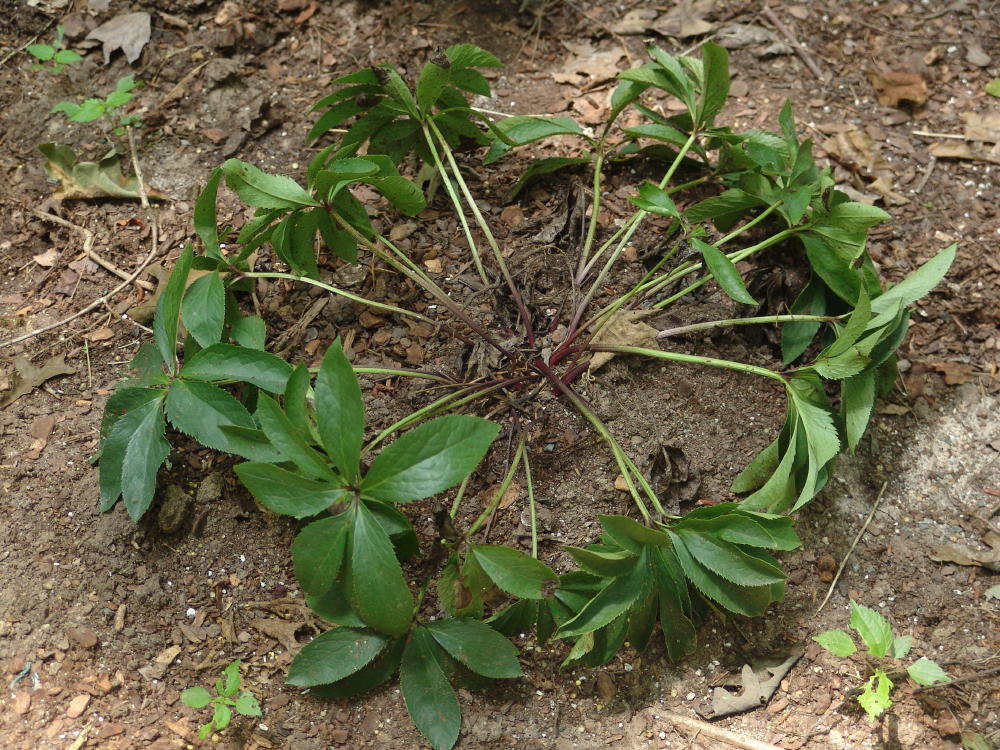 caring for hellebores caring for hellebores
