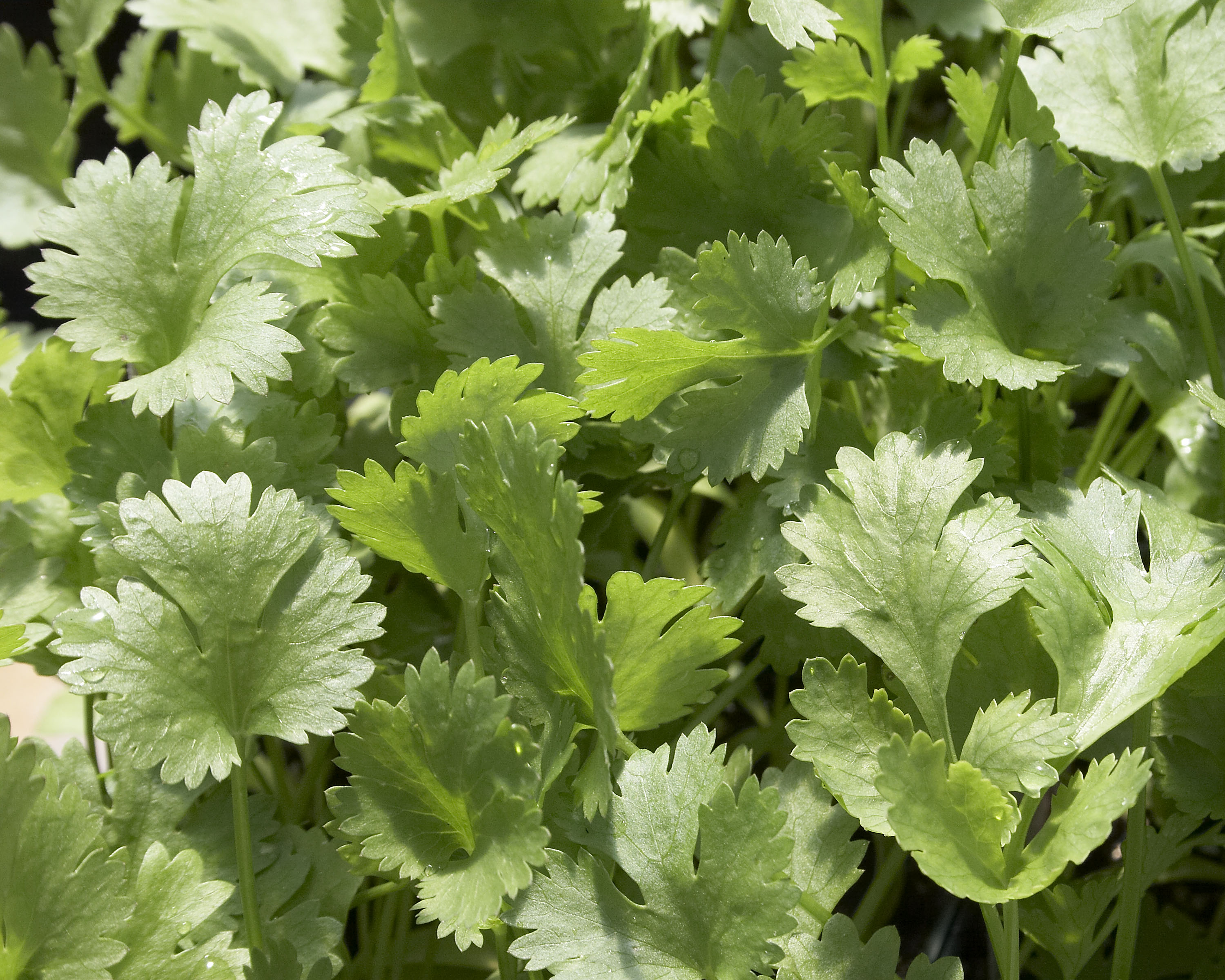 Listen, You Need to Eat More Cilantro Big Bad Flower