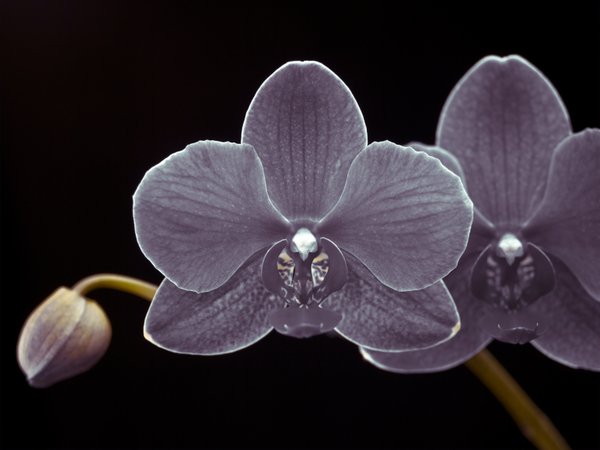 the most frequently asked questions about orchid plants albuquerque florist the most frequently asked questions about orchid plants albuquerque florist