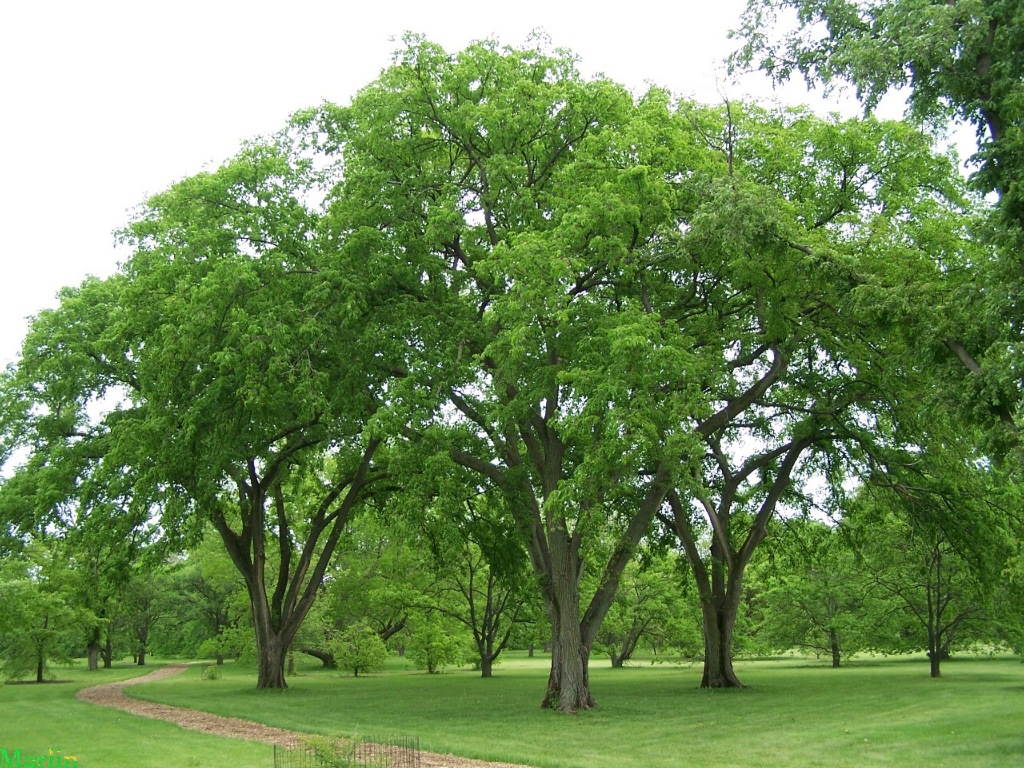 the american elm b rocke landscaping