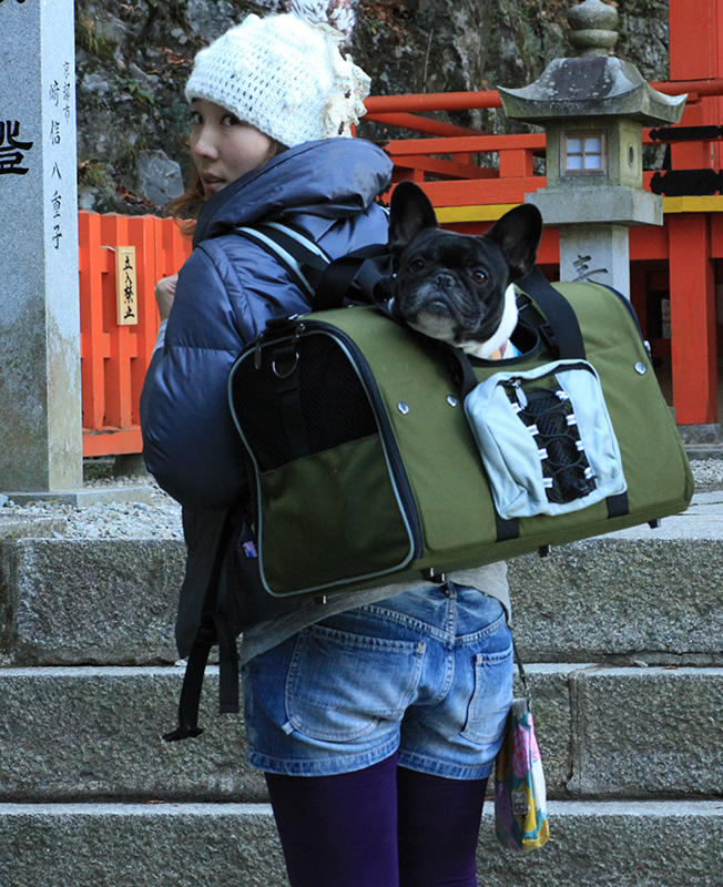 Chie Taking her boston terrier Hiking in Celltei Backpack-o-pet