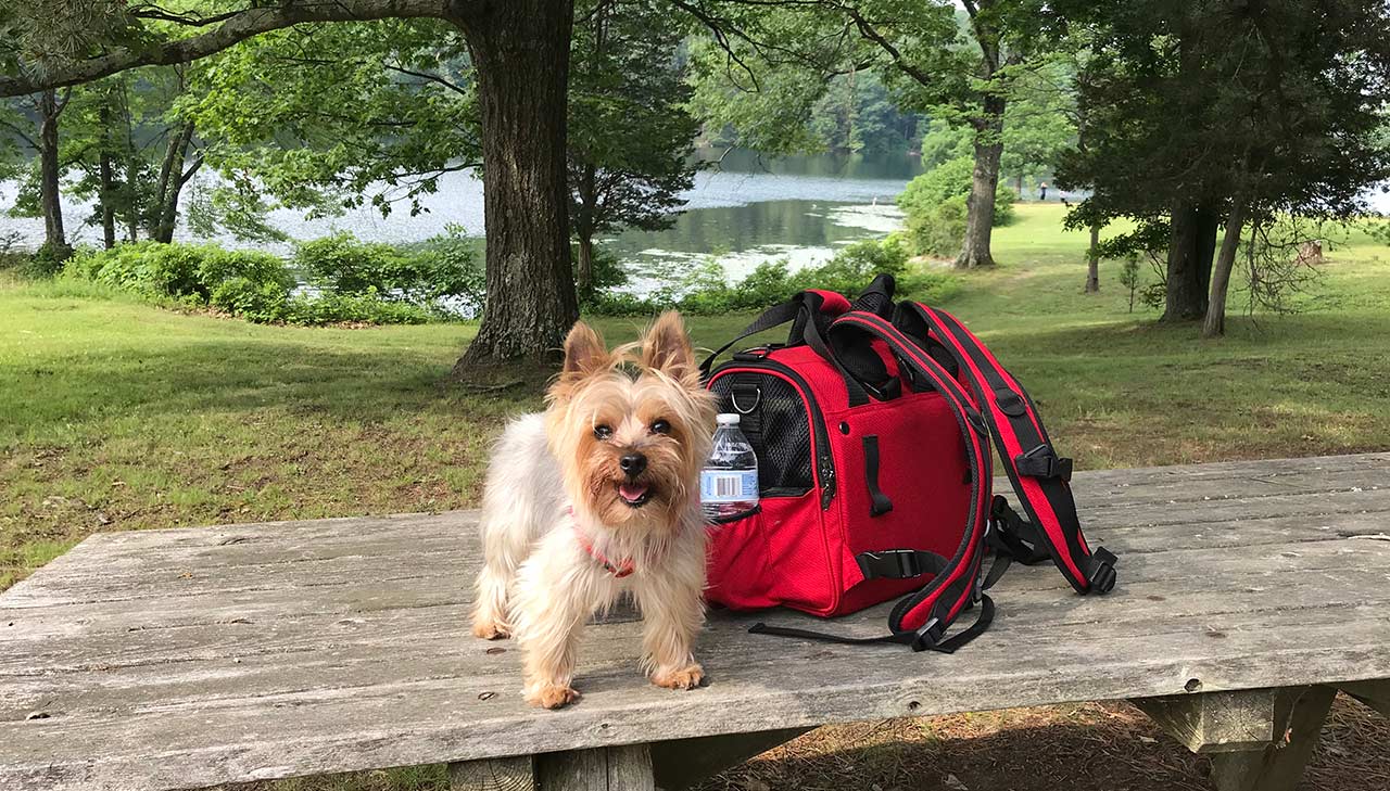 Happy Yorkie going camping with the family Grasshopper, a 6 lbs. Yorkie, smiling at a camping trip at New York Lake Taghkanic State Park