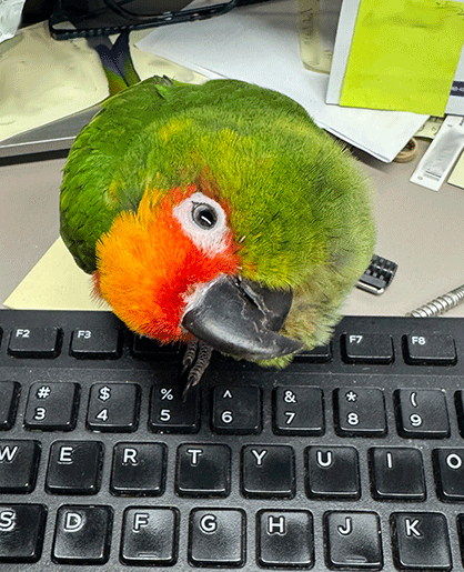 Parrot Festival 2026