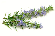 Rosemary Essential Oil