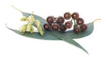 Eucalyptus Essential Oil