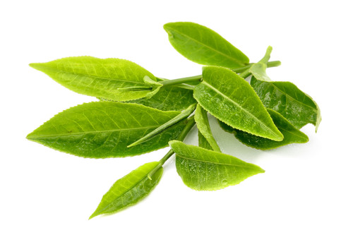 Green Tea Body Oil