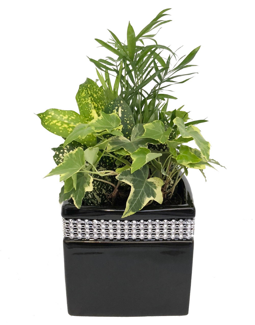 Square Black Ceramic Planter/Rhinestones & 3 Live House Plants - 4.25 ...