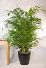 Bamboo Palm | Medium - Houston Interior Plants