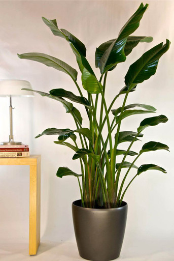 Bird of Paradise | Large - Houston Interior Plants Bird of Paradise | Large - Houston Interior Plants