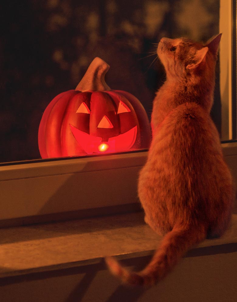 Keep your cat safe and cozy this Halloween.