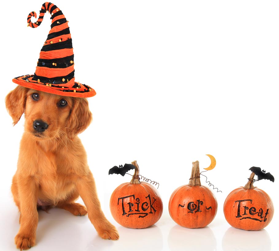 Halloween can be more dangerous for dogs than other times.