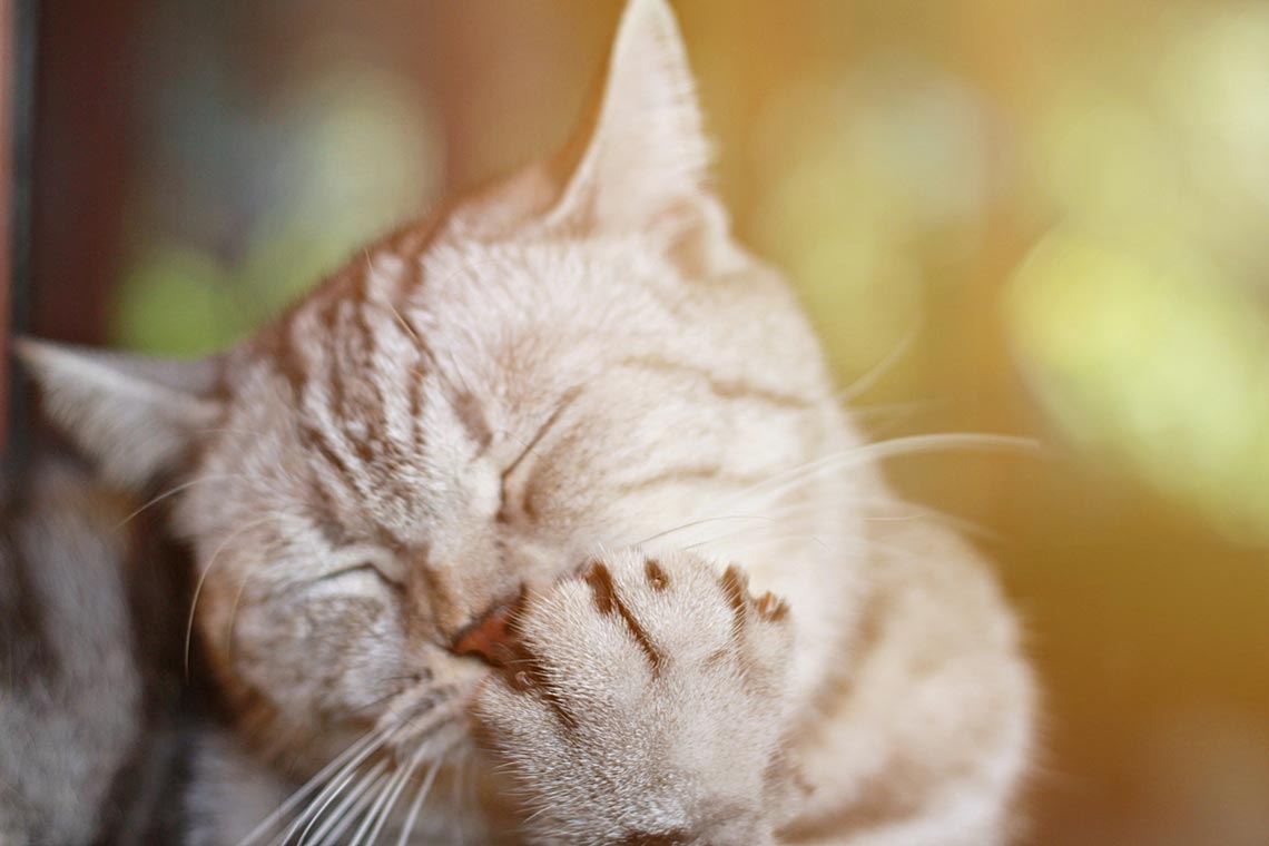 Learn how you can help someone you love with cat allergies.