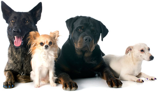Four awesome dogs wearing Soft Paws nail caps