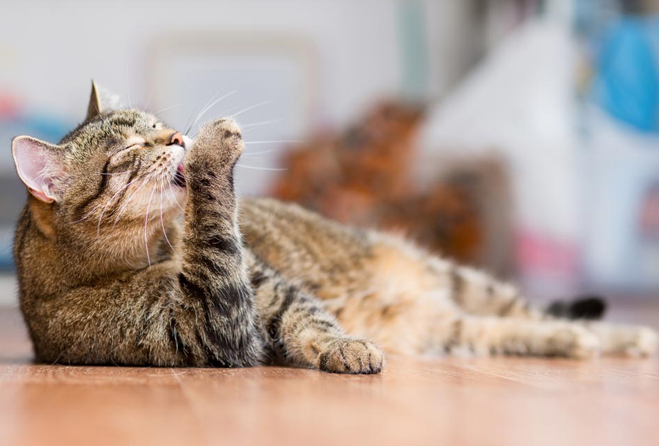 Learn the causes, signs, and treatment of hairballs in cats.