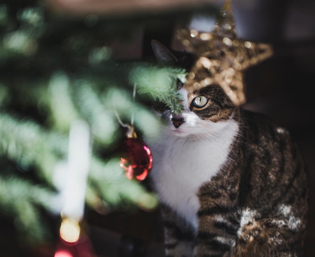 Learn how to keep your kitty out of the Christmas tree.
