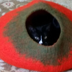 Cat in Red and Black Cat Cave