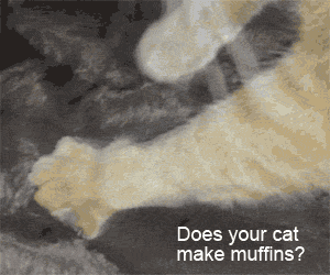 Cat kneading the muffin blanket.