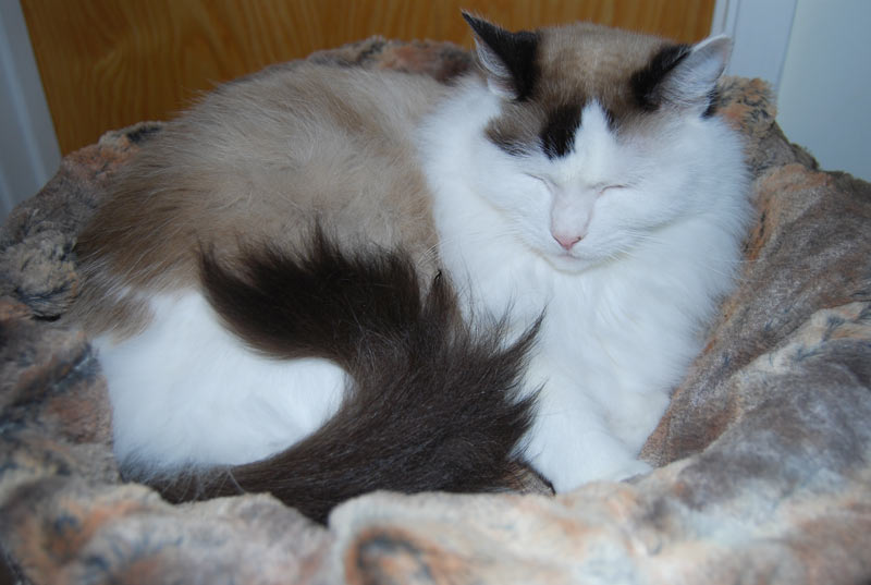 Lily sleeping in her incredibly soft, ultra-comfortable Red Fox Muffin Blanket.