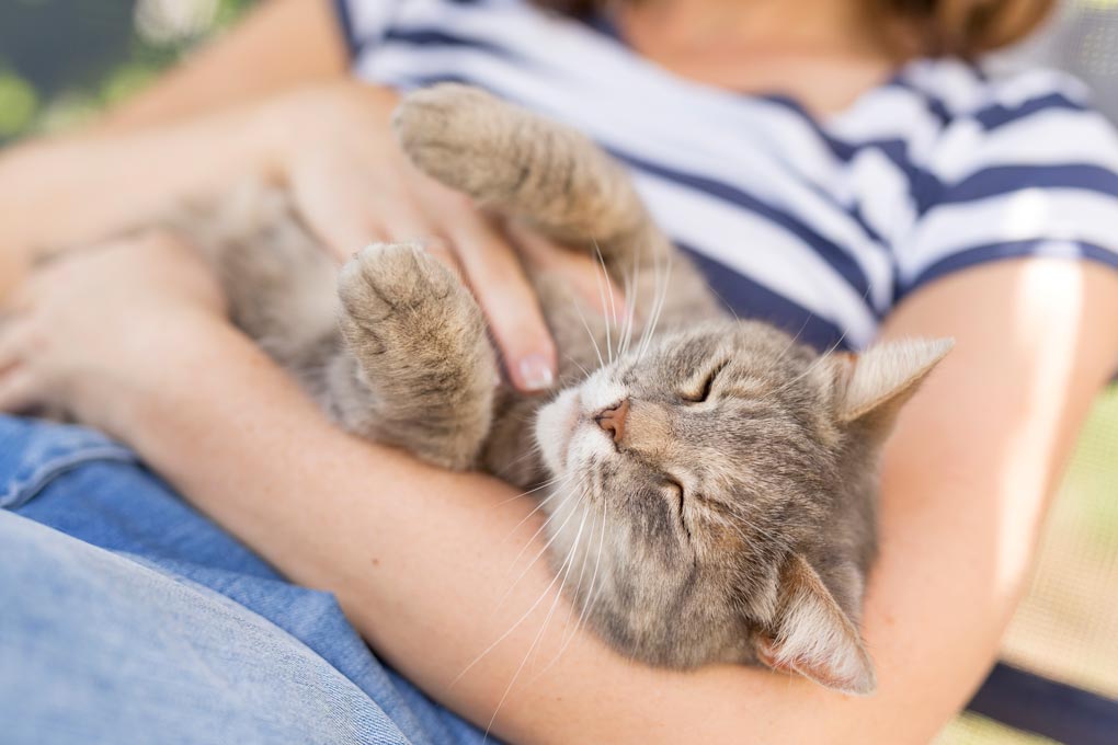 People with diabetes can use soft paws to help protect them from scratches.