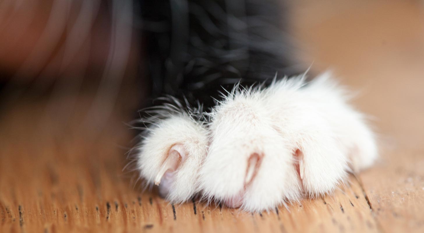 Soft Paws can help keep your walls and door frames from being damaged by your cat’s claws.