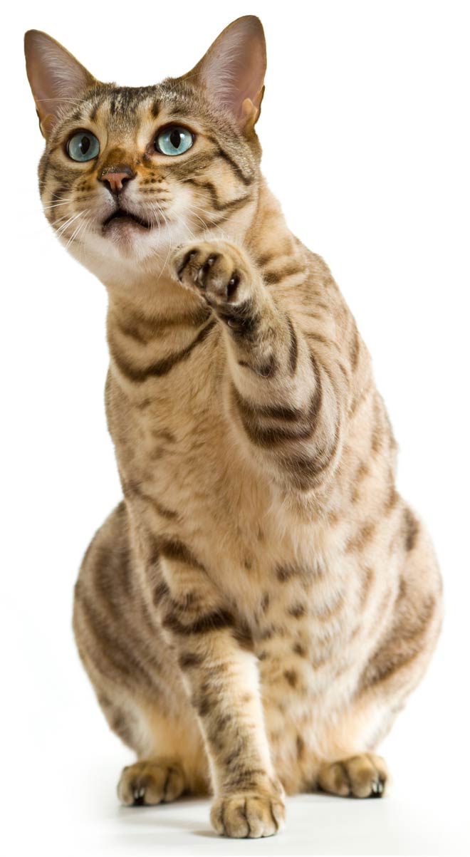 How Much Does It Cost To Declaw Your Cat Cat Lovster