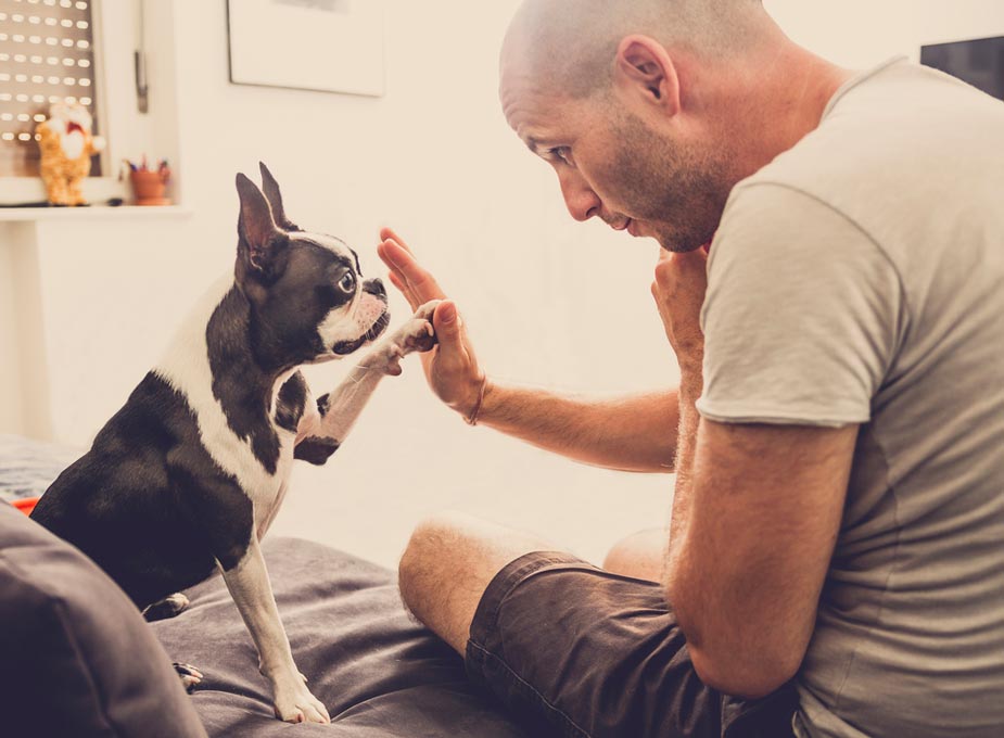 Soft paws can protect legs from dog scratches.