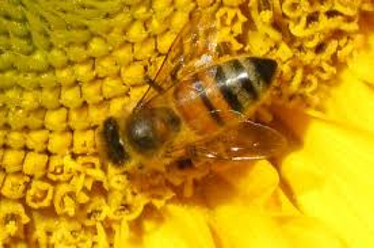 Italian Honey Bees