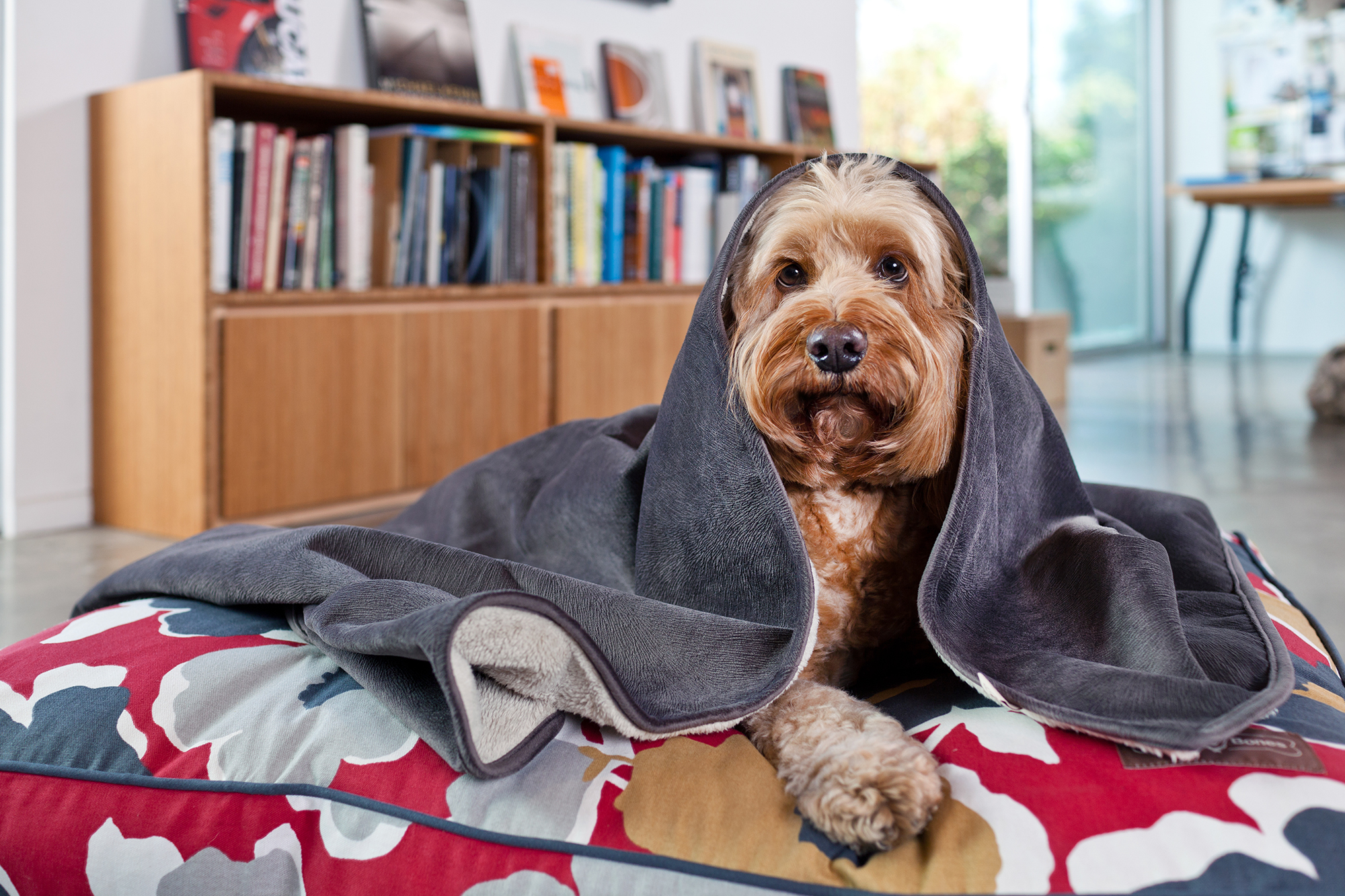 blanket-fur-velour-coal-lifestyle-2000x1333-72dpi-rgb.jpg blanket-fur-velour-coal-lifestyle-2000x1333-72dpi-rgb.jpg