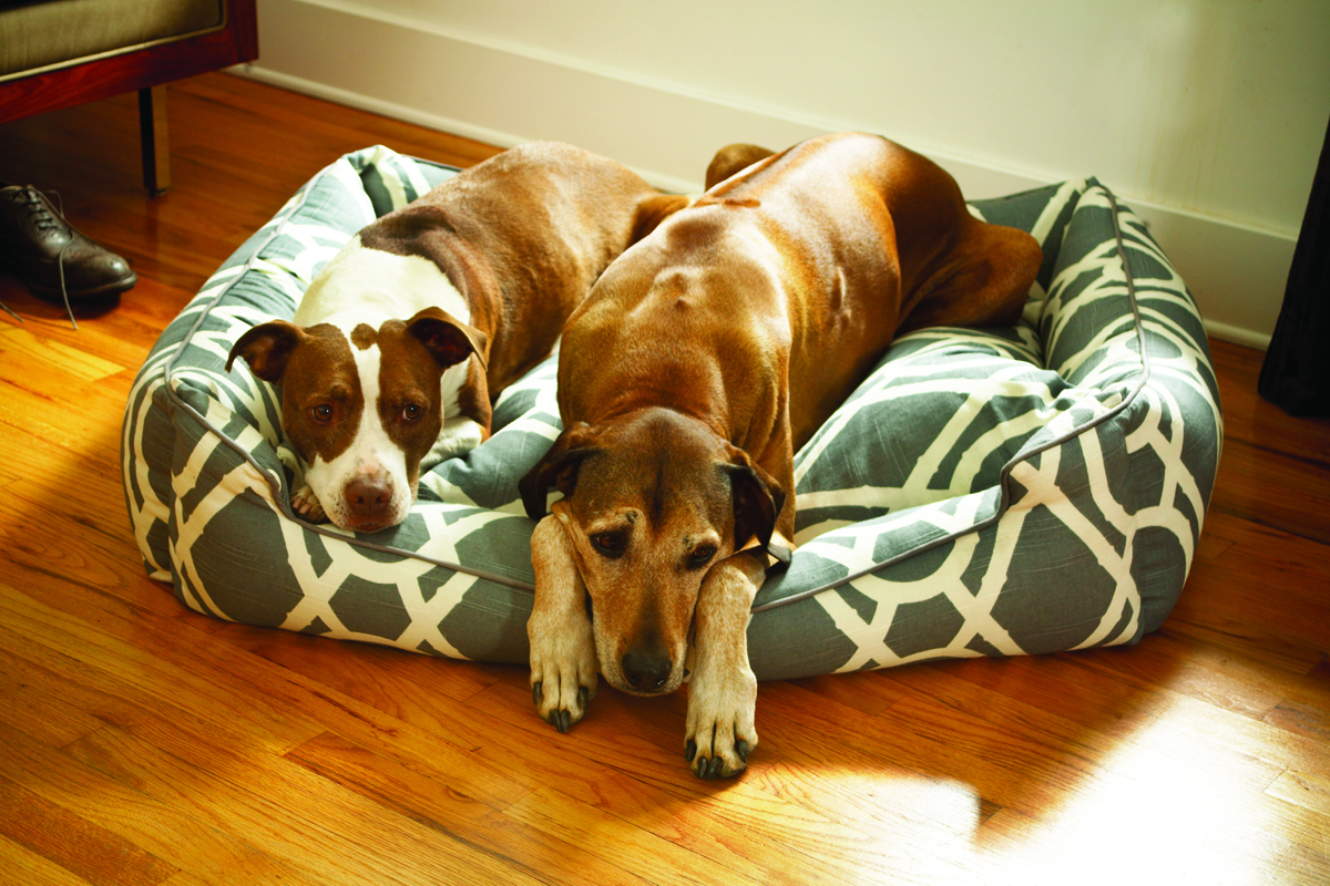 Everyday Cotton Lounge Dog Bed