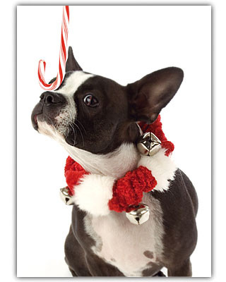 Boston Terrier Holiday Card Set