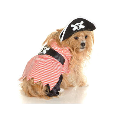 pirate puppy pirate puppy costume pirate puppy pirate puppy costume