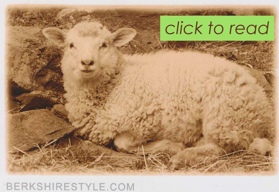 berkshire-style-sheep-click-to-read-copy.jpg