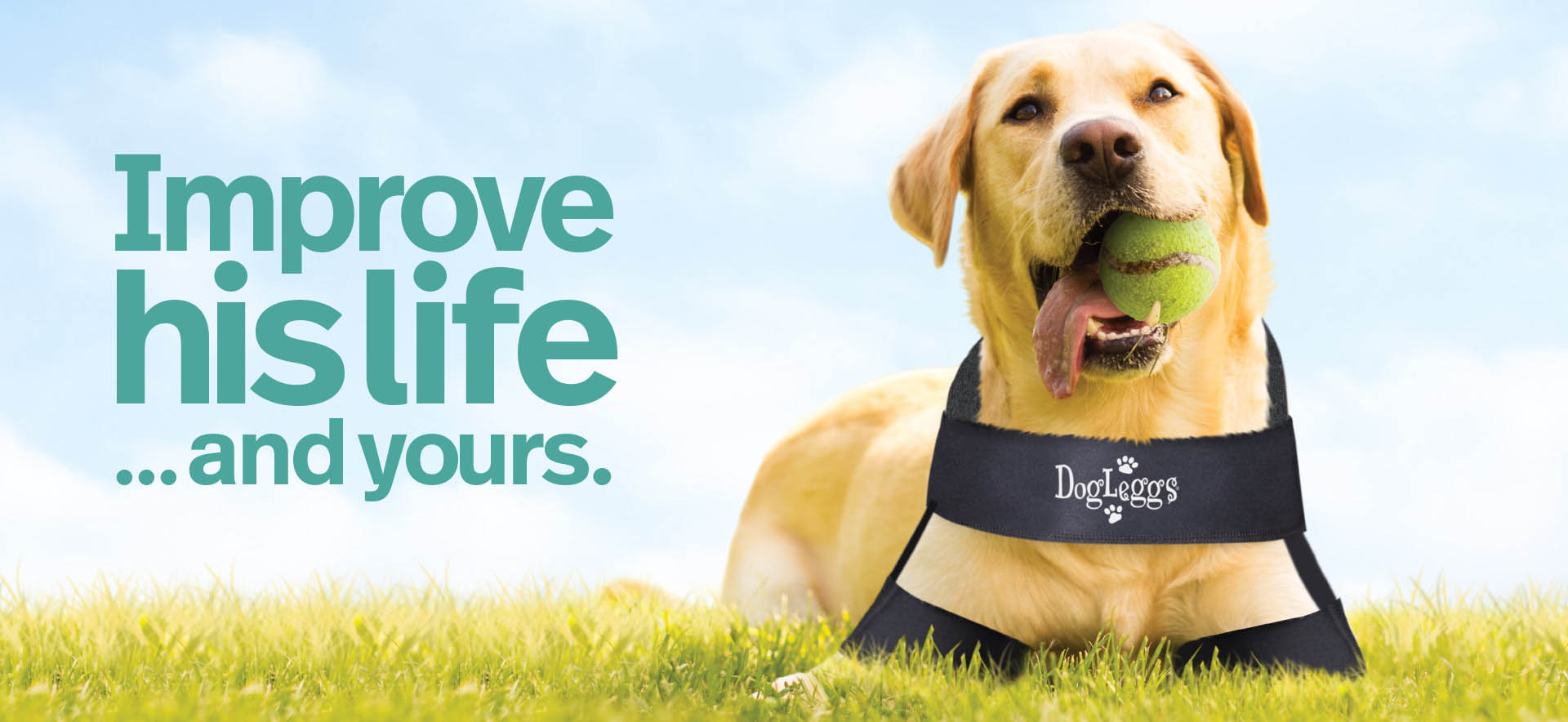 Dog Leg Wraps, Braces, & Carpal Support Hygroma Treatment Solutions