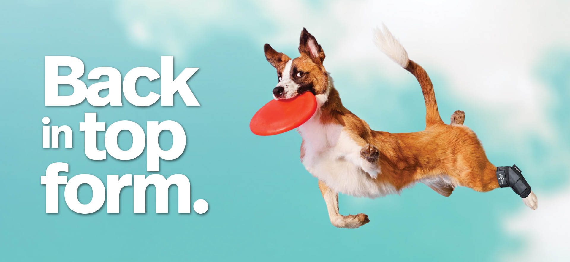 Dog Leg Wraps, Braces, & Carpal Support Hygroma Treatment Solutions