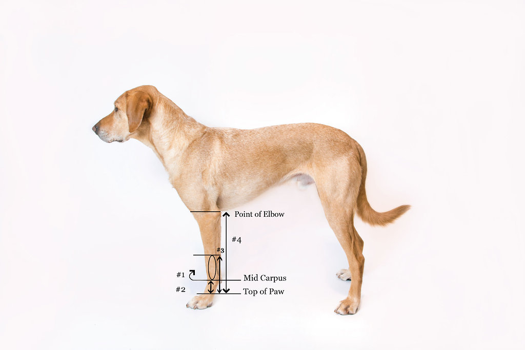 How To Wrap A Dog S Leg Wound At Susan Bryan Blog